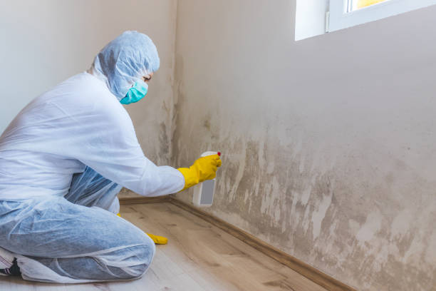 Black mold inspection in Oregon City